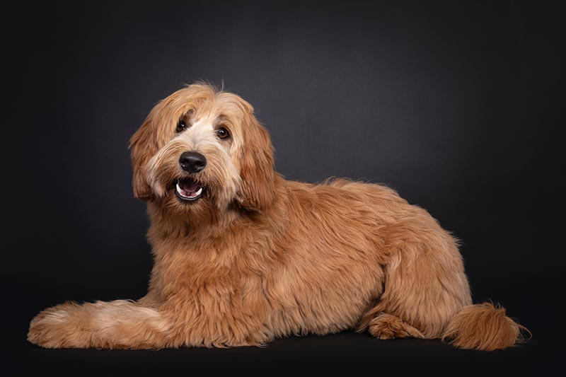 Apricot Labradoodle: Info, Pictures, Origin & More
