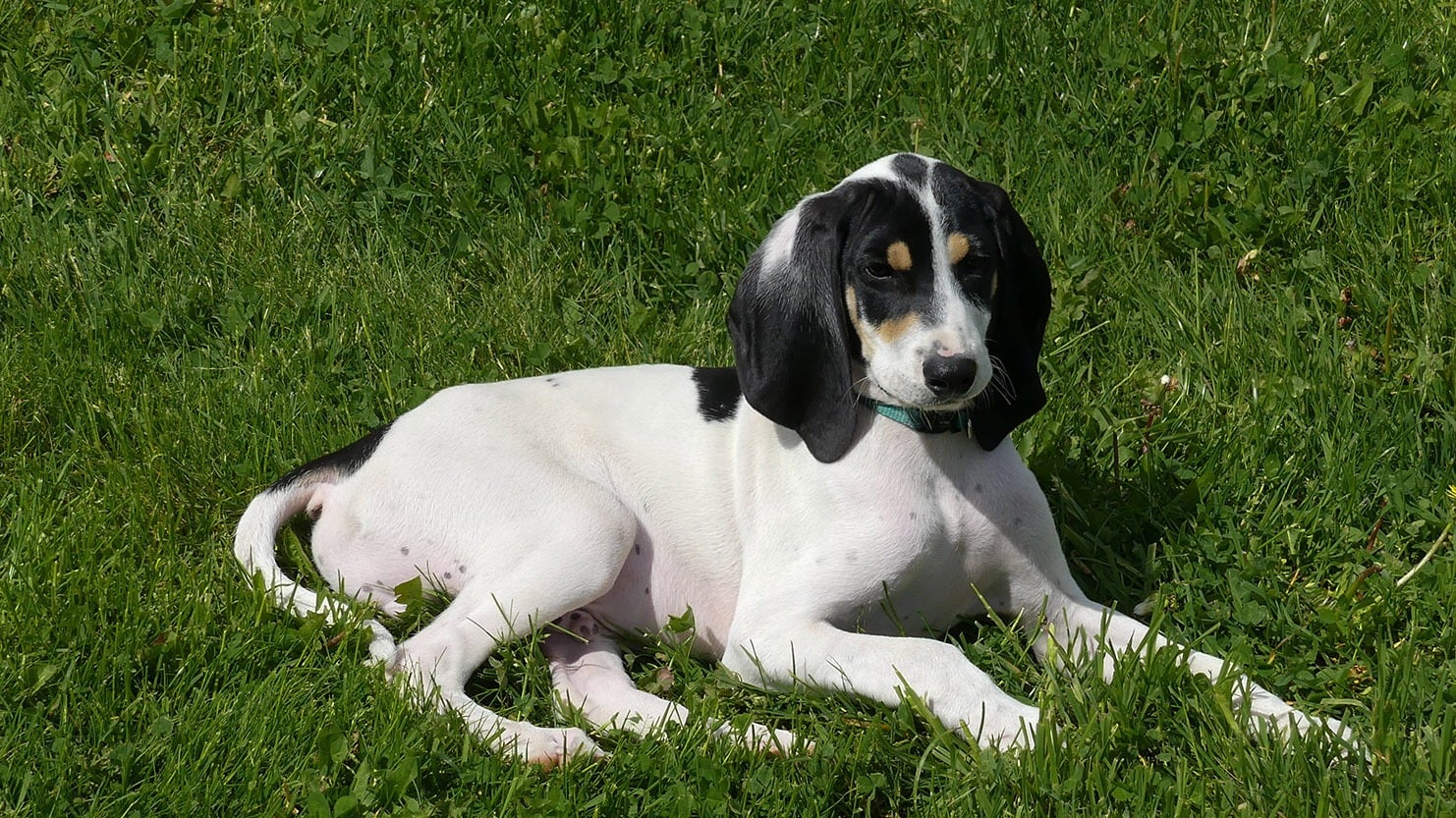 Ariegeois Dog Breed: Info, Pictures, Care Guide & Traits