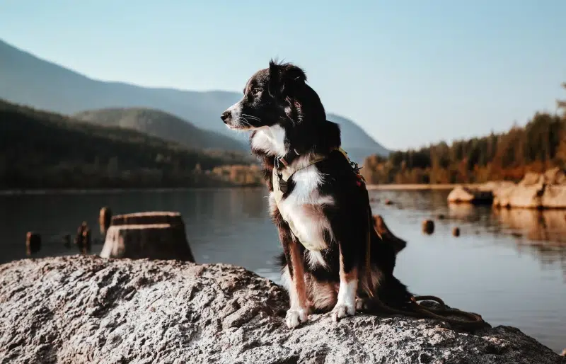 10 Dog-Friendly Hiking Trails in Florida in 2026 (With Pictures)