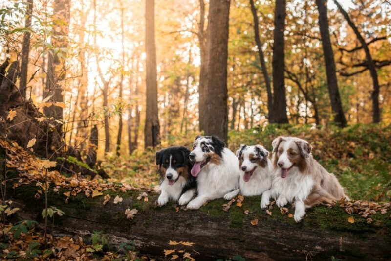 Are Australian Shepherds Aggressive? Breed Temperament Explained