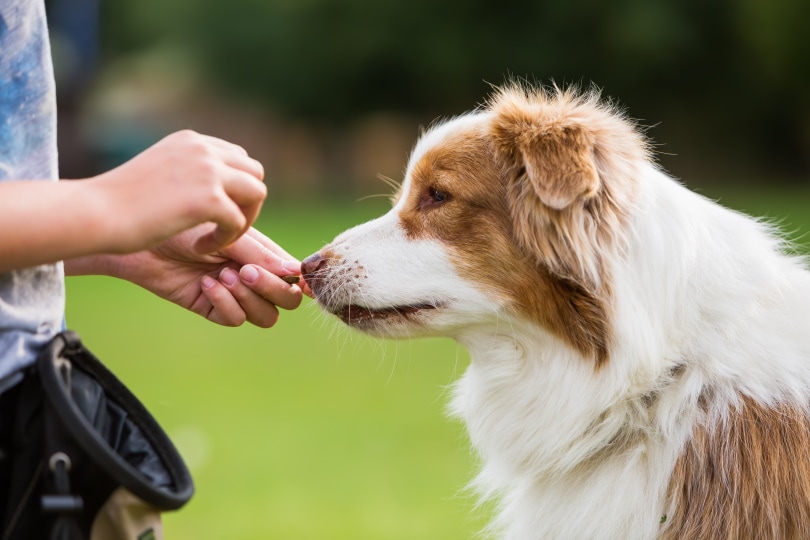 9 Best Dog Biscuits in 2026: Reviews & Top Picks