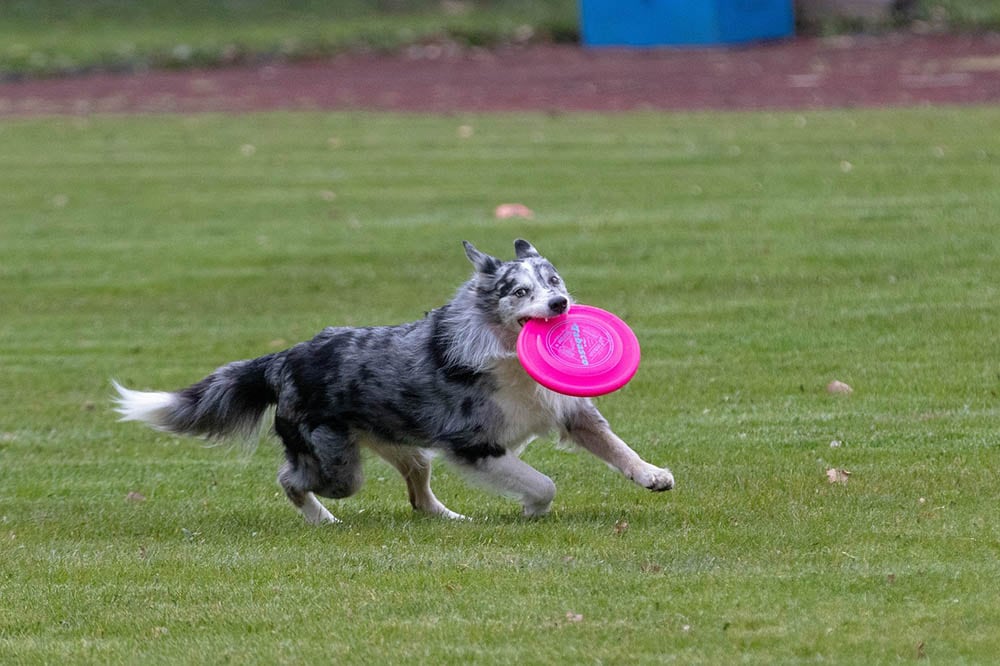 15 Best Dog Breeds for Frisbee That Will Love Playing Disc Sports