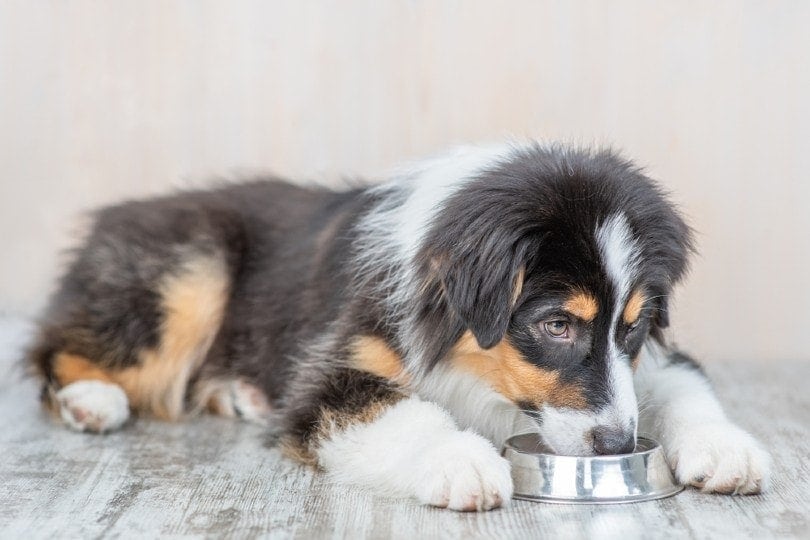 10 Best Raw Dog Foods in 2026 - Reviews & Top Picks
