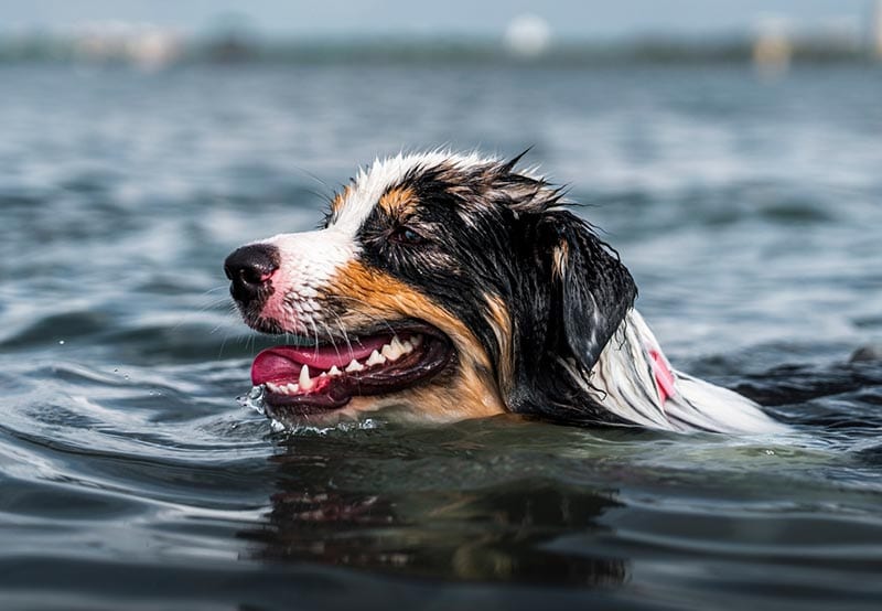 Do Australian Shepherds Like Water? Breed Preferences Explained