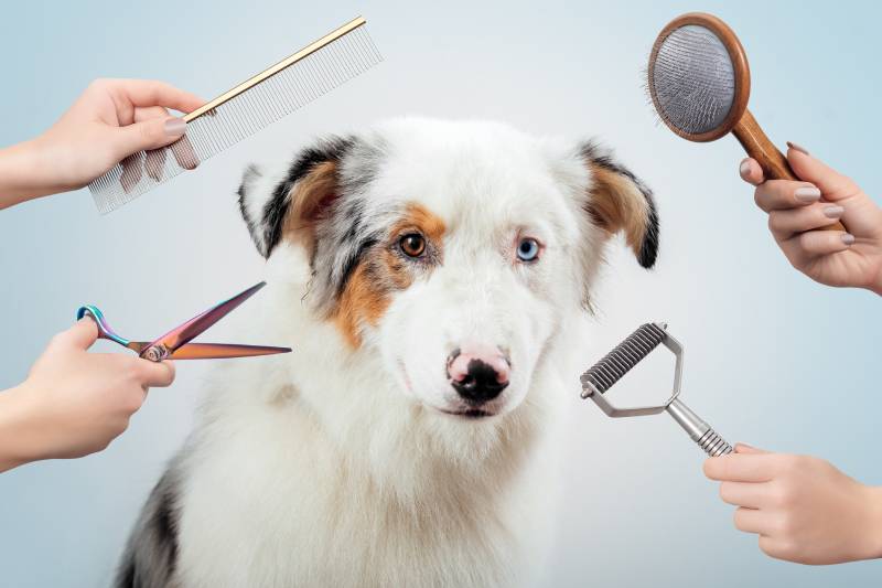 What Dog Breeds Should Not Be Shaved? Vet-Verified Facts & FAQ