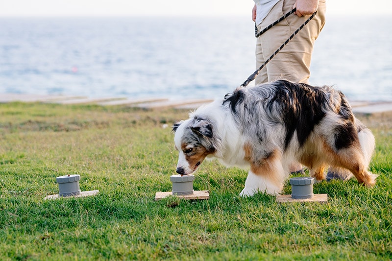 Australian shepherd playing nose work puzzle game outdoor