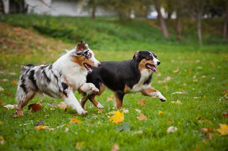 10 Awesome Off-Leash Dog Parks in & Near Buffalo, NY (2026 Update)