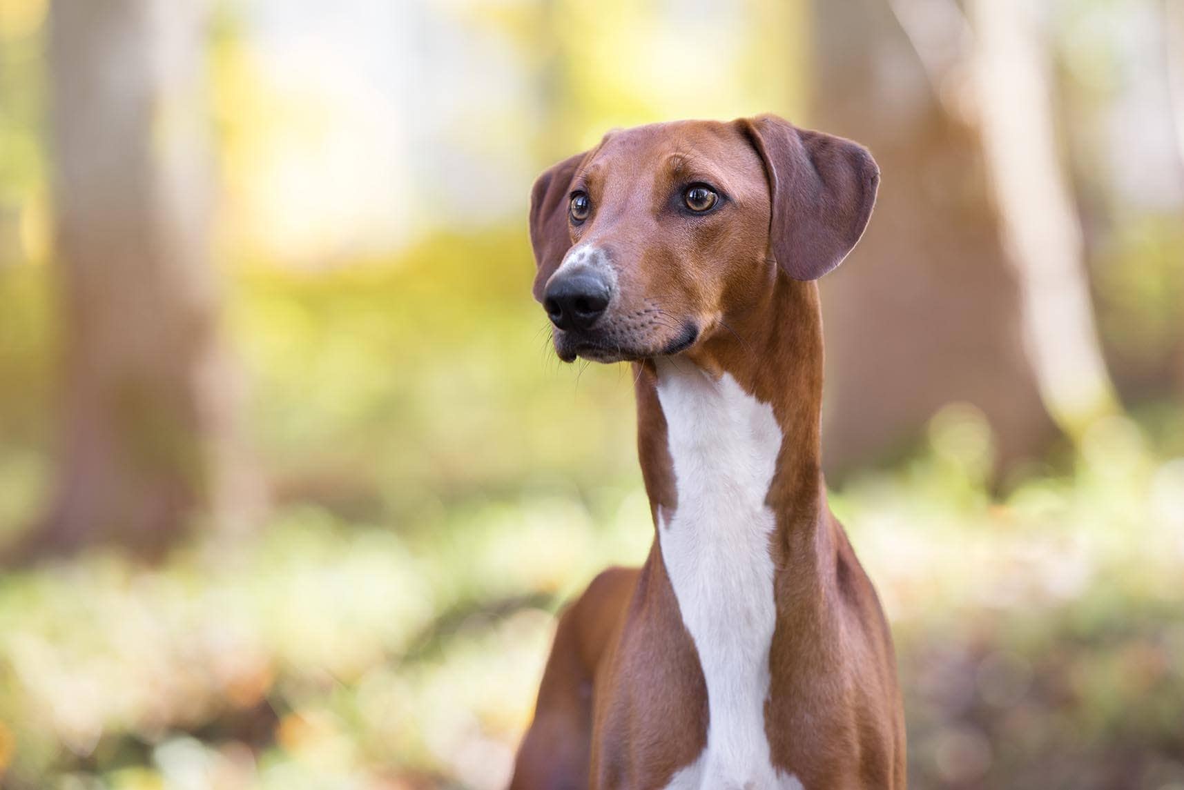 13 African Dog Breeds: Domesticated & Wild Canines (With Info & Pictures)