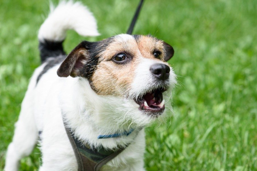 How to Train a Dog to Stop Barking: 5 Vet-Approved Tips
