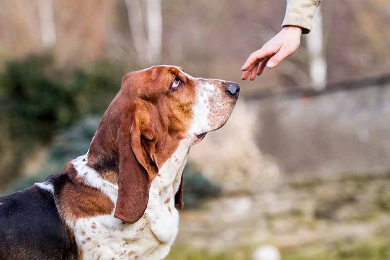 How to Train a Basset Hound: 5 Vet-Approved Tips & Tricks