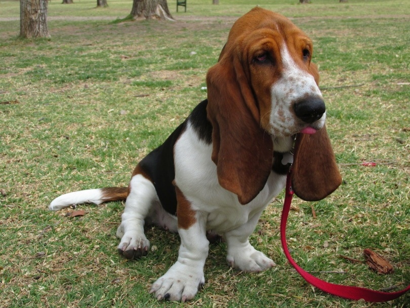 How to Potty Train a Basset Hound: 8 Vet-Approved Tips