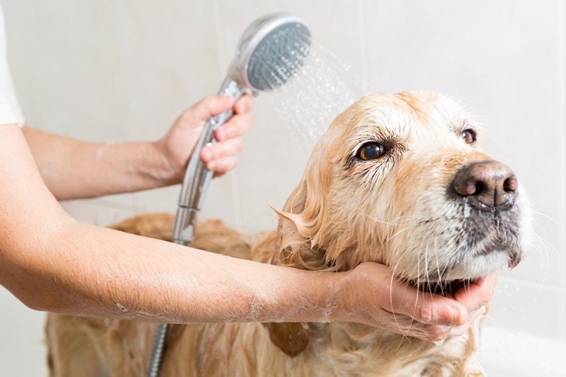 Why Does My Dog Smell So Bad Even After a Bath? (Vet Answer)