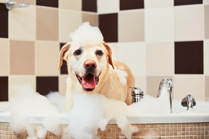 How Often Should I Bathe My Golden Retriever? Vet-Verified Tips & FAQ