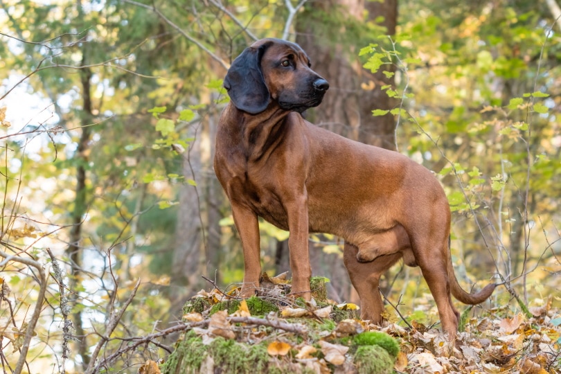 Bavarian Mountain Scent Hound Dog Breed: Info, Pictures, Traits & Care