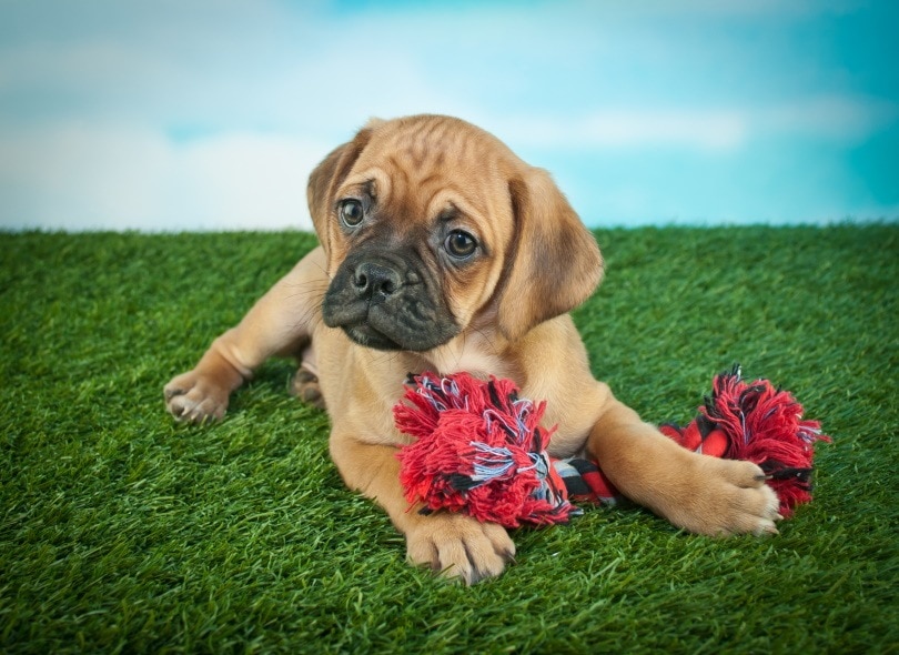 Beabull (Beagle & English Bulldog Mix): Info, Pictures & Care