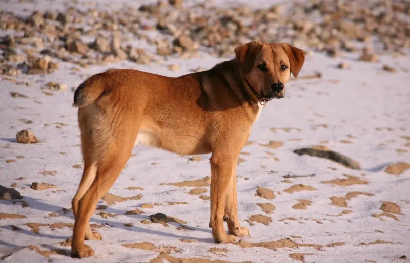 Beagle Bloodhound Mixed Dog Breed: Info, Pictures, Care & More