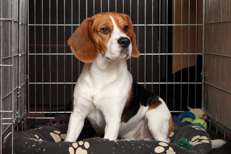 What Is the Best Crate Size for a Beagle? Tips & Recommendations