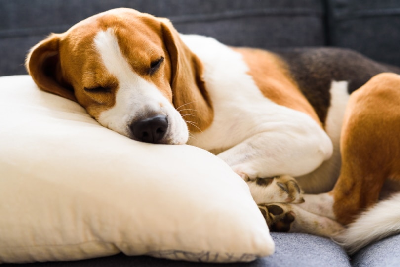 How Many Hours Do Dogs Sleep in a Day? Vet-Approved Facts & Tips