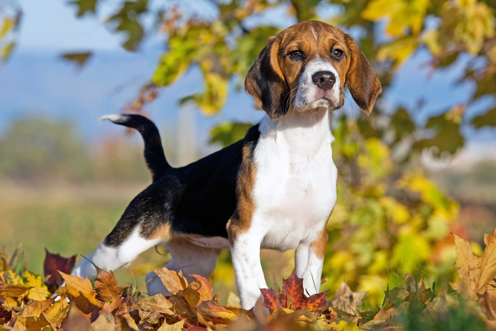 How Long Do Dogs Live? Vet-Reviewed Average Lifespan & Factors