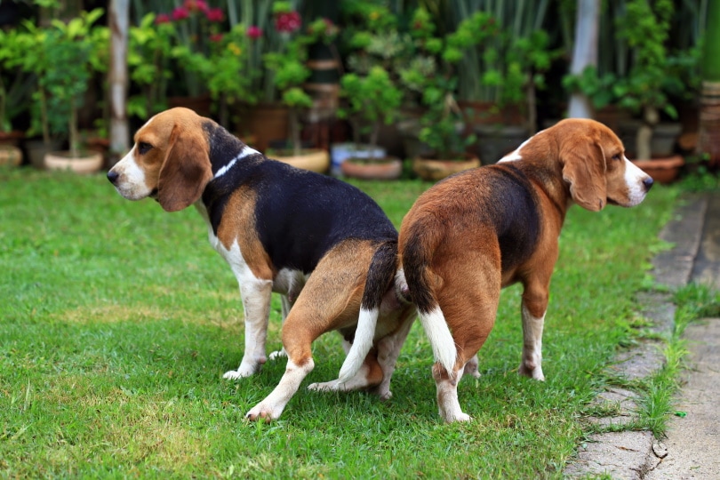 How to Get Dogs Unstuck After Mating? 2 Vet-Reviewed Methods