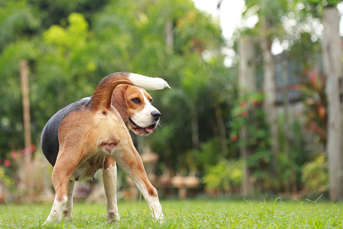 Proestrus and Estrus Phases in the Dam Cycle in Dogs: Signs & Tips