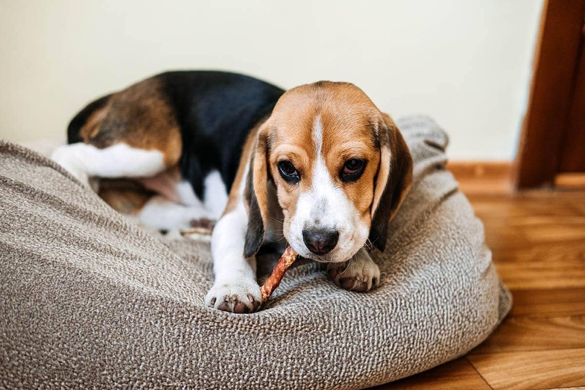 5 Best Bully Sticks for Puppies in 2026 - Reviews & Top Picks