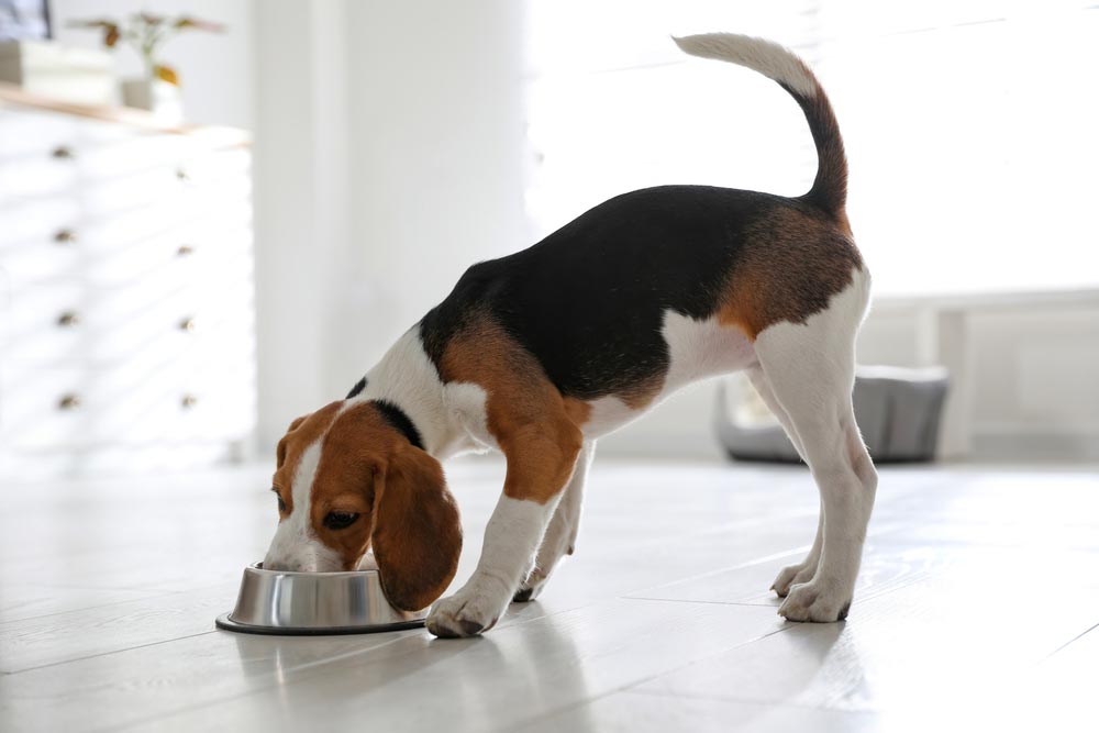 Why Is My Puppy Not Gaining Weight? 6 Vet-Reviewed Reasons