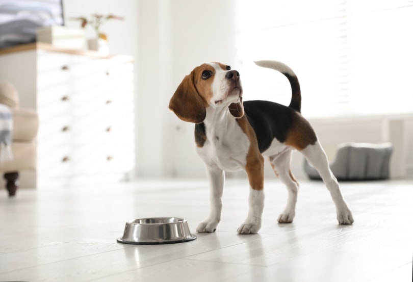 When and What Is National Beagle Day? Celebration Facts & FAQ