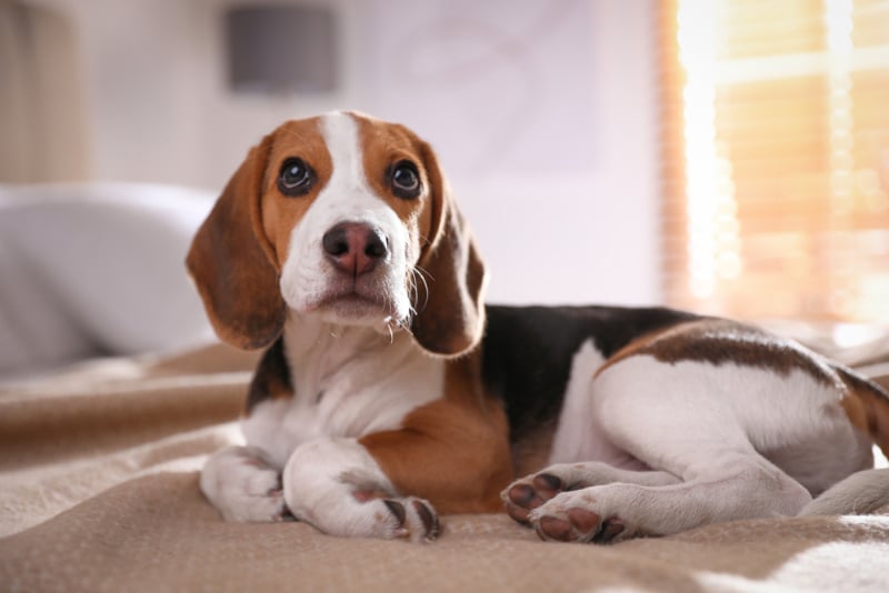 beagle puppy on bed at home