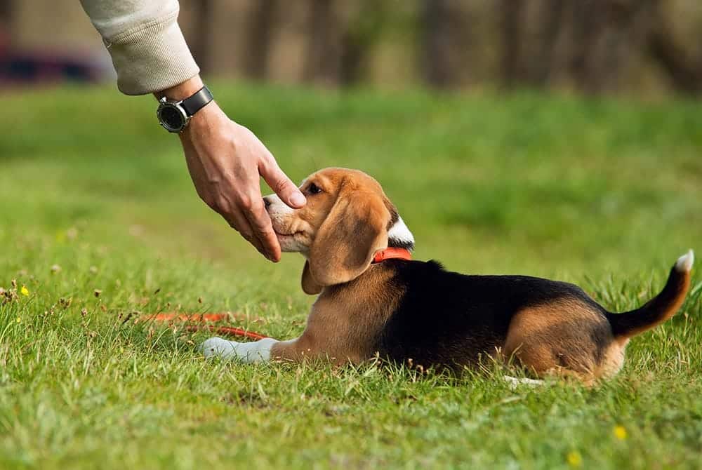 Should I Buy a Pet Store Puppy? 4 Vet-Reviewed Considerations