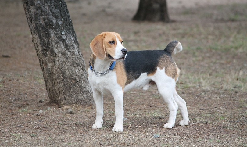 24 Incredible Vet-Verified Facts About Beagles
