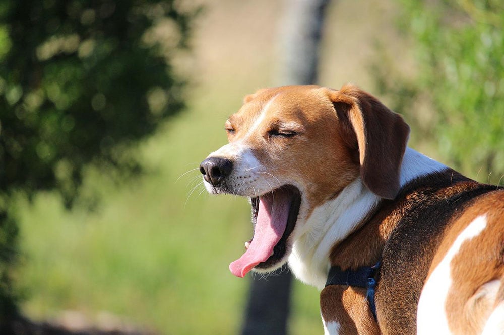 Is a Dog’s Bad Breath Typically From Their Stomach? Vet-Reviewed Facts