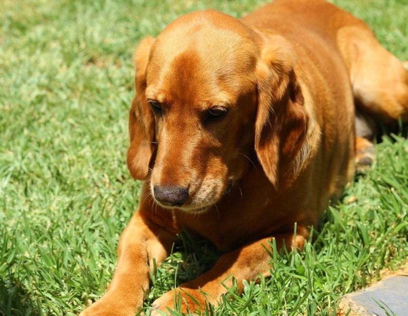 Beaker (Beagle & Cocker Spaniel Mix): Info, Pictures, Care & More