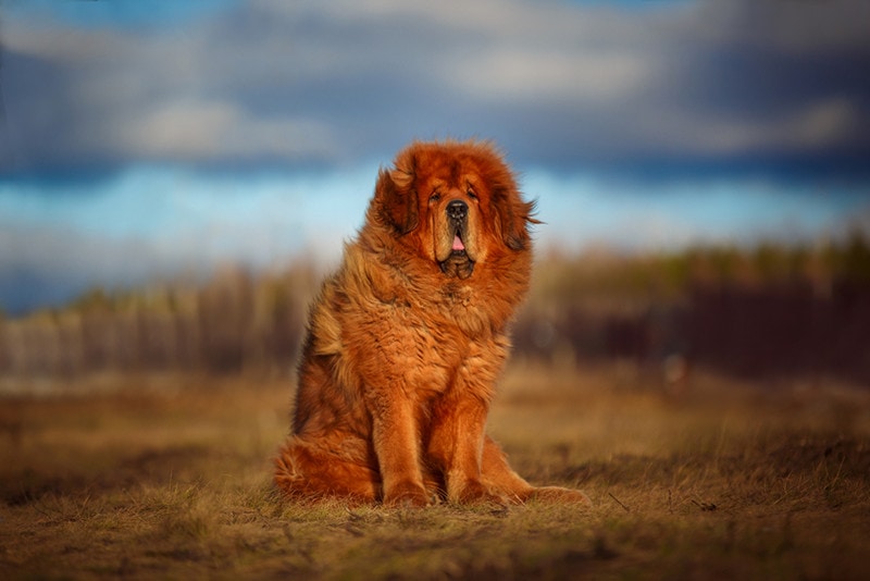 How Big Will My Tibetan Mastiff Get? Vet-Reviewed Weight & Growth Chart