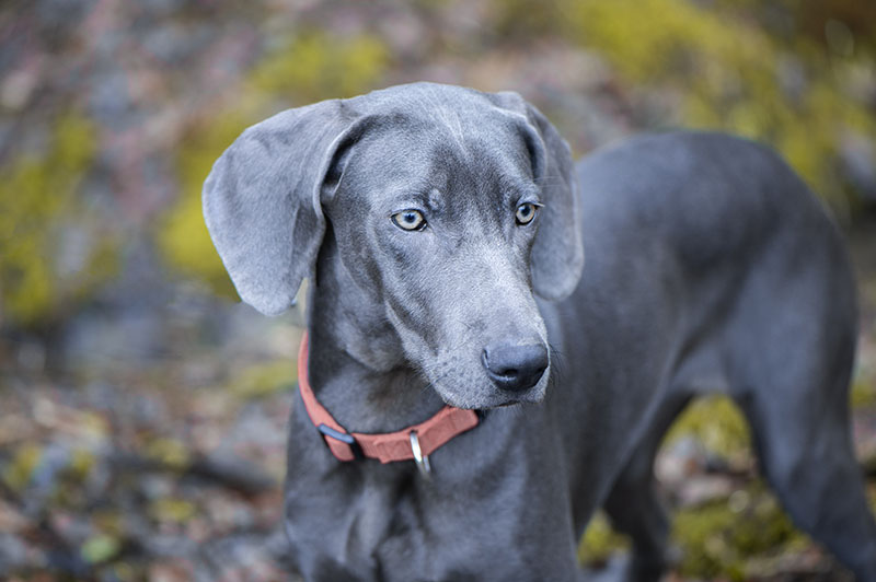 Blue Weimaraner: Facts, Origin & History (With Pictures)