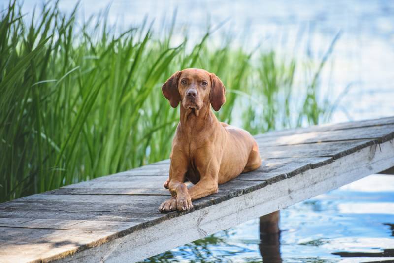 14 Dogs Similar to Vizslas (With Pictures)