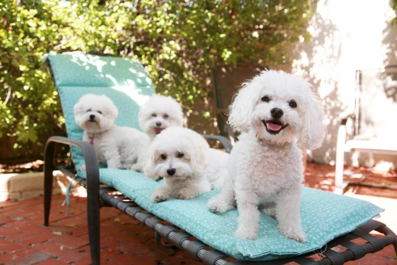 16 Dog Facial Expressions & What They Mean (With Pictures)