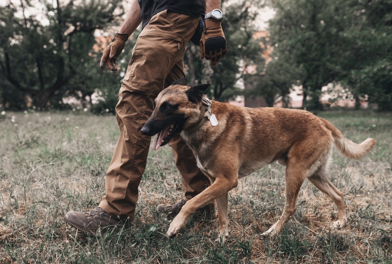 How to Train Belgian Malinois: 11 Vet-Approved Tips
