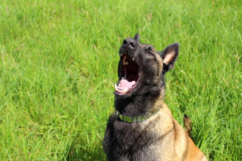 How Much Does a Belgian Malinois Bark? Tips, Temperament & Training