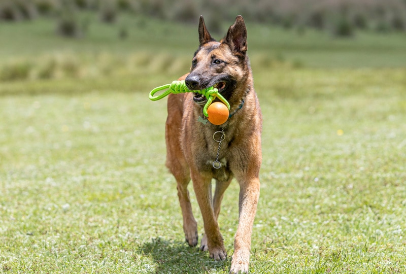 10 Best Dog Toys in 2026 - Reviews & Top Picks