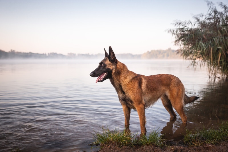 Do Belgian Malinois Like Water (And Can They Swim)? Vet-Reviewed Benefits, Facts & FAQ