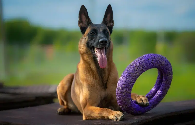 How to Wash Dog Toys Safely: Step-by-Step Guide