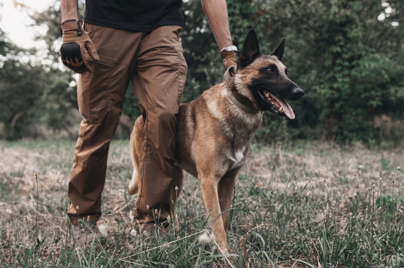 13 Belgian Malinois Pros and Cons: Traits & Characteristics