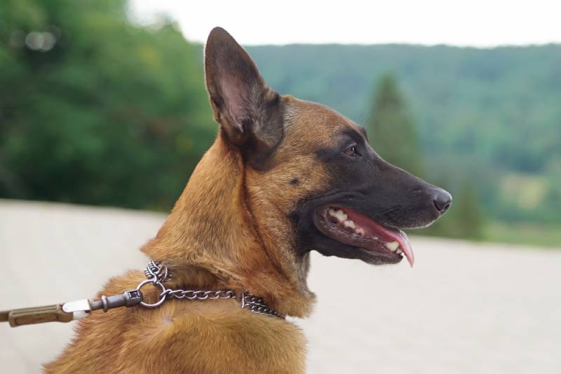 7 Best Collars for Dogs That Pull in 2026 - Reviews & Top Picks