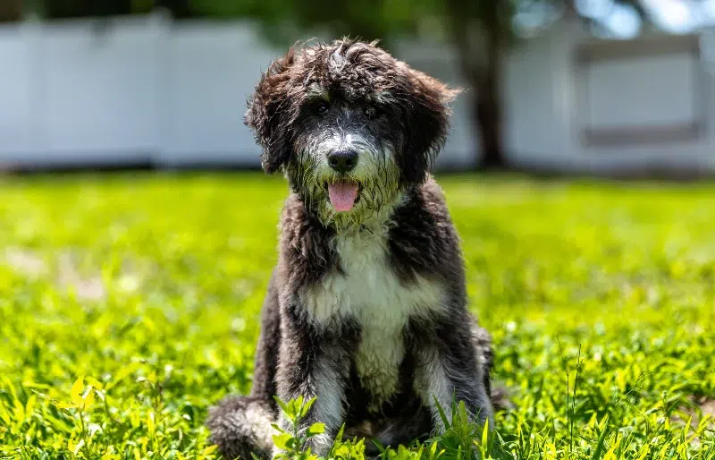 How Big Will My Bernedoodle Get? Vet-Verified Size & Growth Chart
