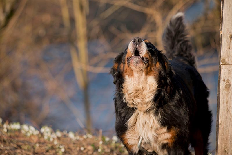 How Much Do Bernese Mountain Dogs Bark? Getting to Know Your Pet