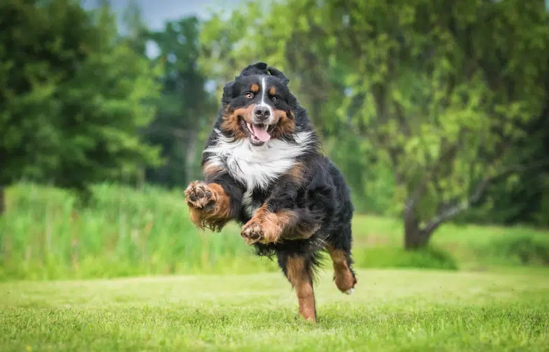 How Much Space Does a Dog Need? Crate, House & Outside (Vet-Reviewed)