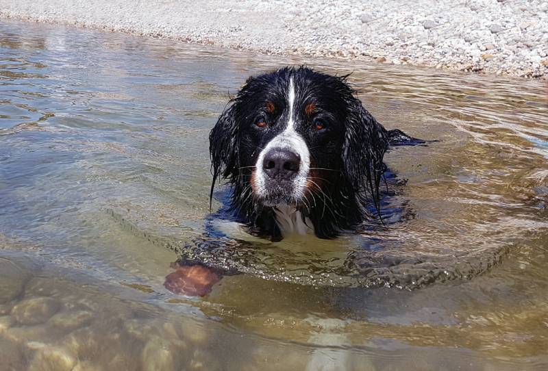 Can Dogs Get Swimmer's Itch? Vet-Approved Signs, Care & FAQ