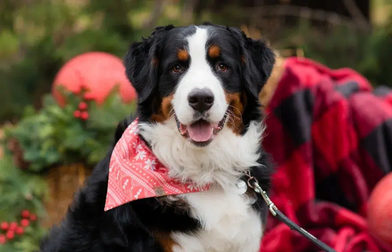 8 No-Sew Dog Bandana Ideas You Can Make Today