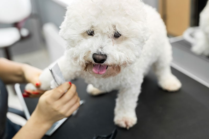 12 Bichon Frise Grooming Tips: Bathing, Hair Cuts & Teeth